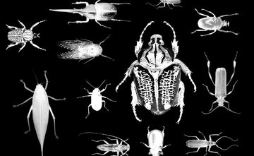 Bug Hunter